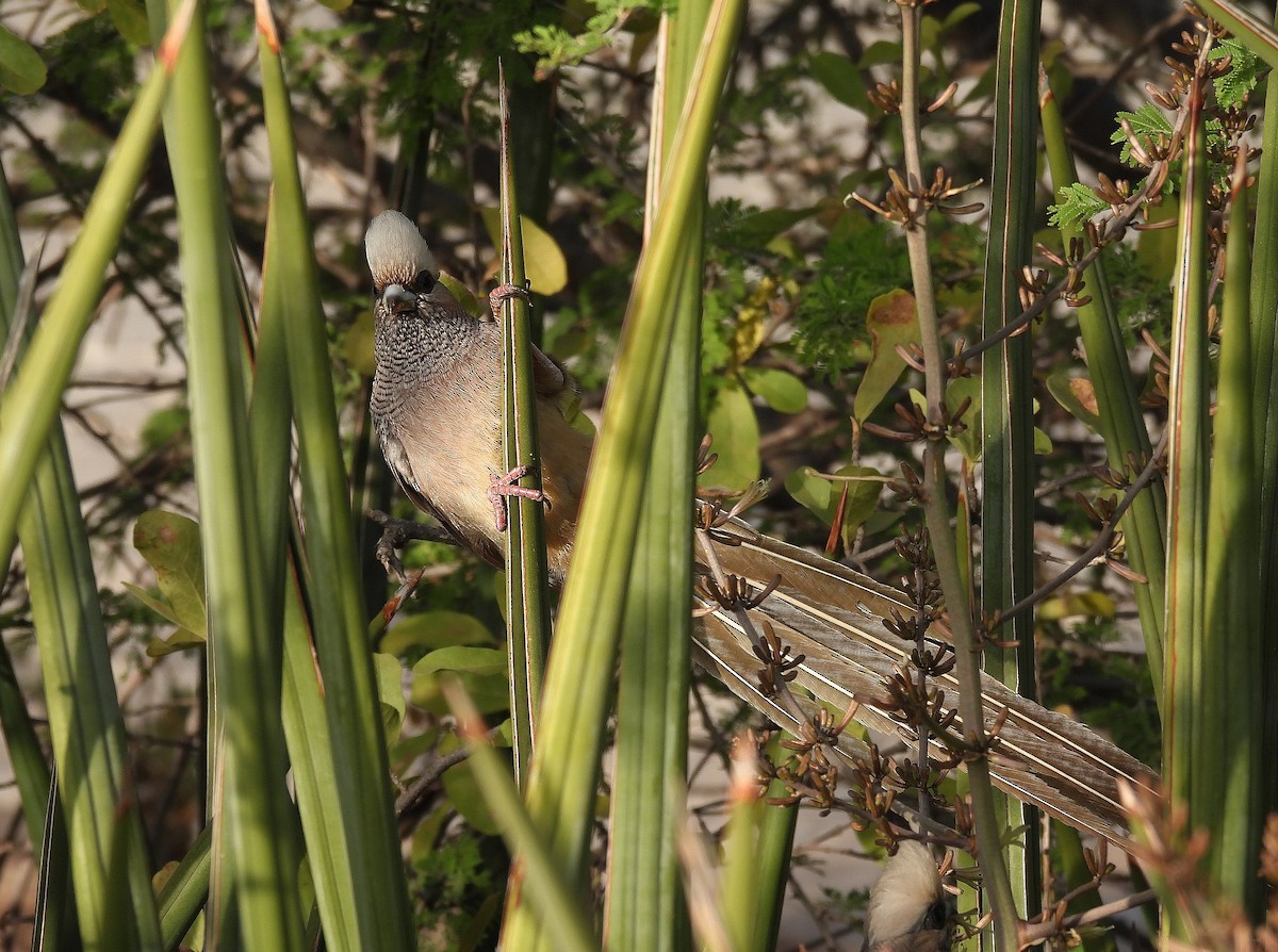 White-headed Mousebird - ML626642146