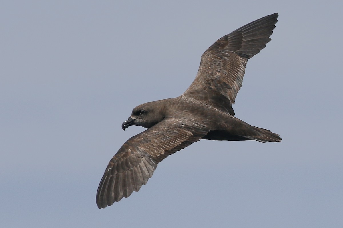 Great-winged Petrel - ML626642161