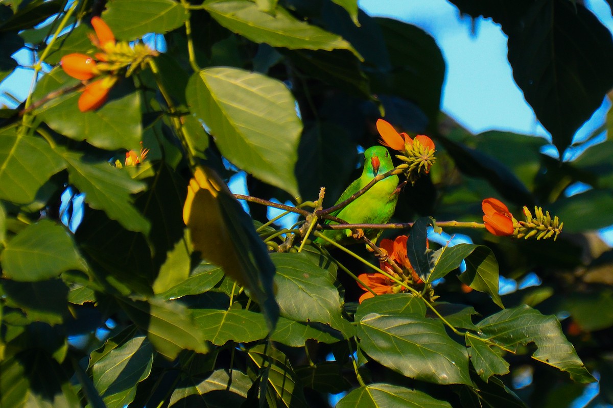 Vernal Hanging-Parrot - ML626642328