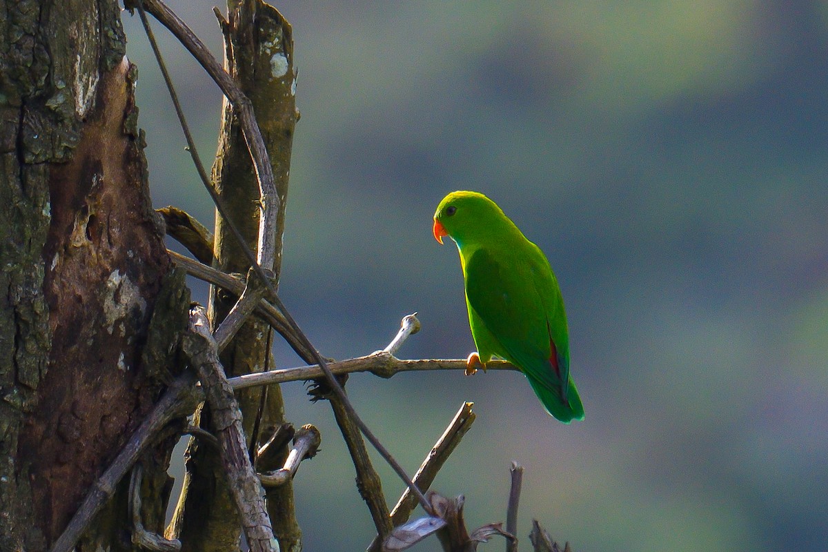 Vernal Hanging-Parrot - ML626642329