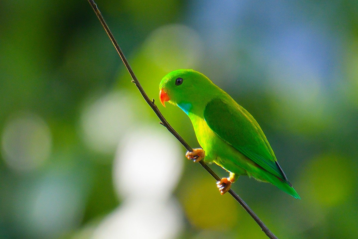 Vernal Hanging-Parrot - ML626642330