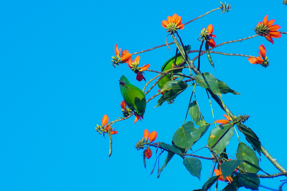 Vernal Hanging-Parrot - ML626642331