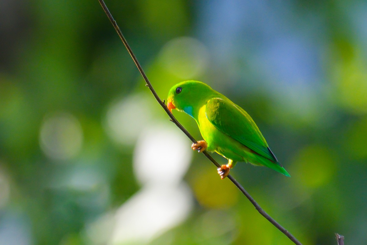Vernal Hanging-Parrot - ML626642332