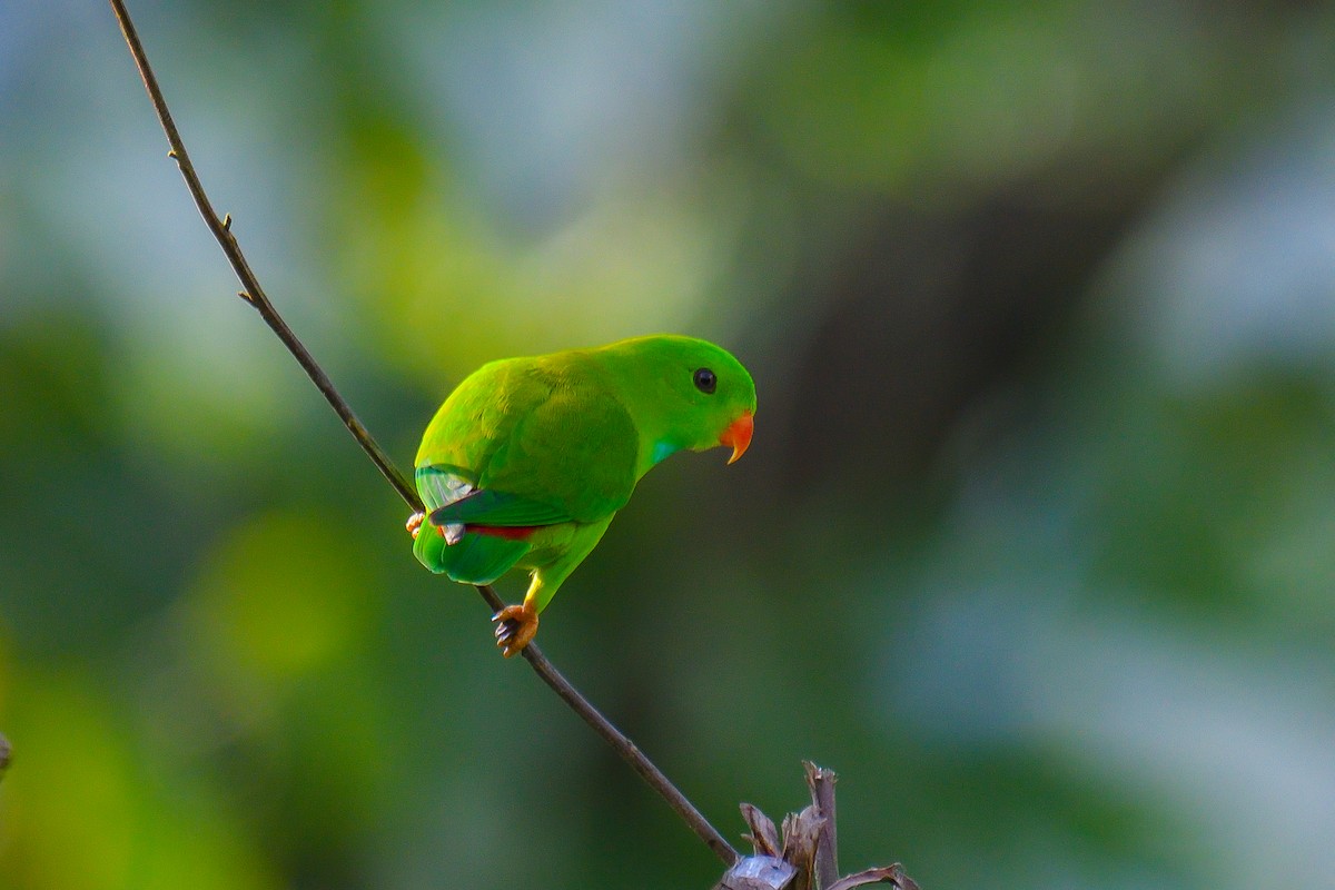 Vernal Hanging-Parrot - ML626642333