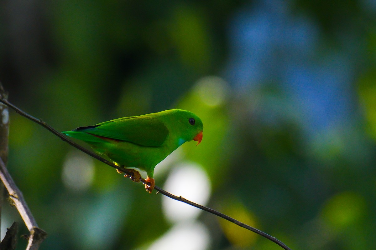Vernal Hanging-Parrot - ML626642334