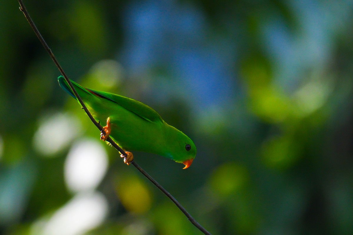 Vernal Hanging-Parrot - ML626642335