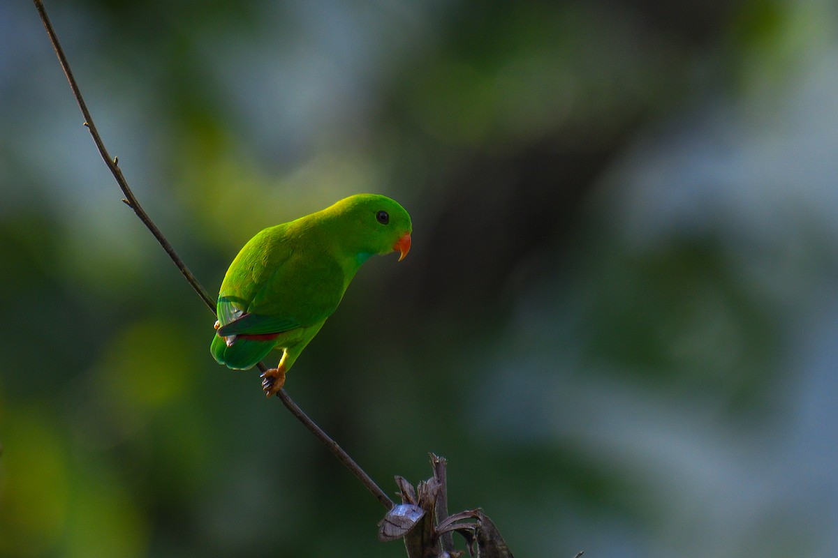 Vernal Hanging-Parrot - ML626642336