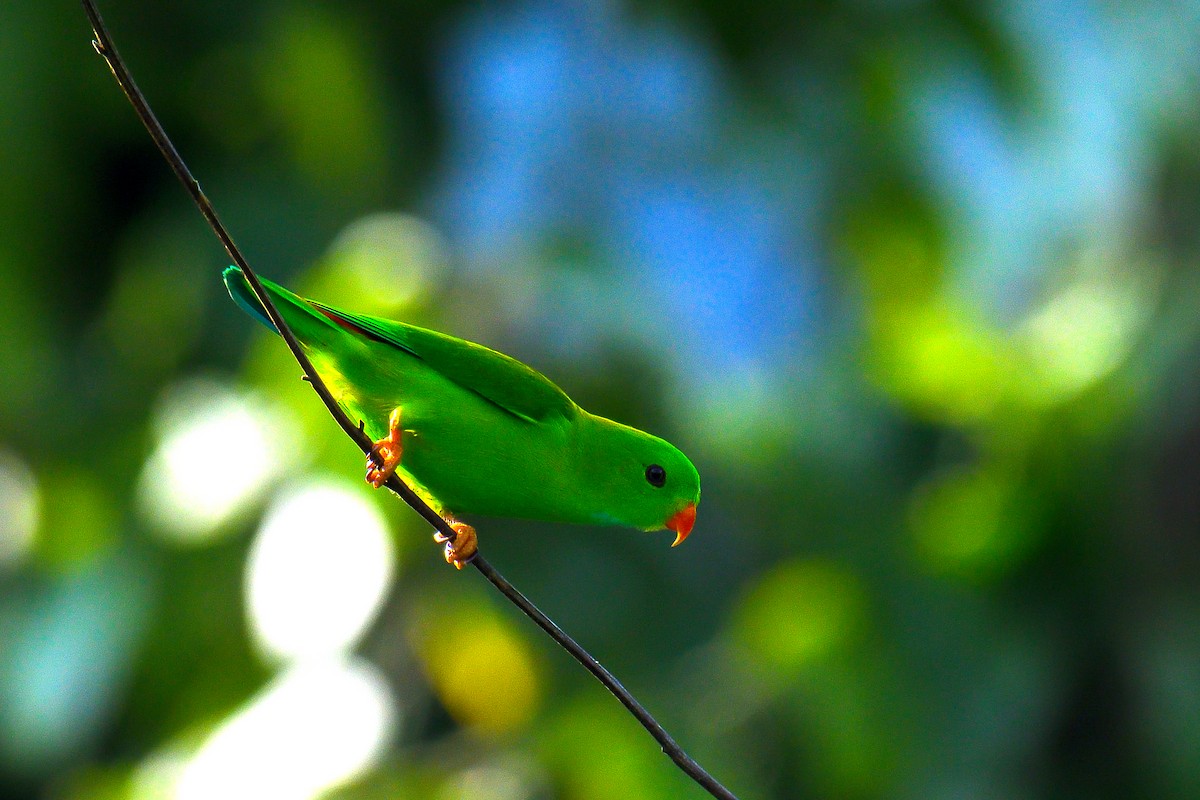Vernal Hanging-Parrot - ML626642337