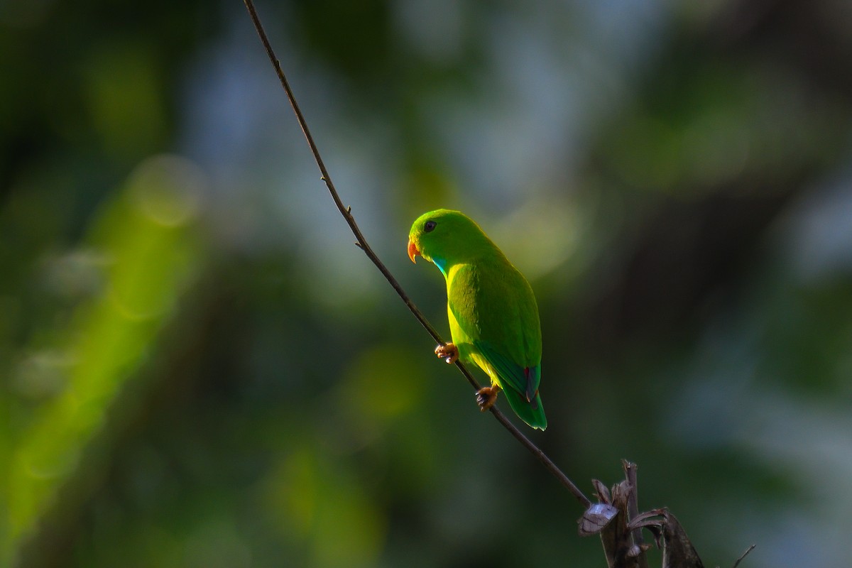 Vernal Hanging-Parrot - ML626642338