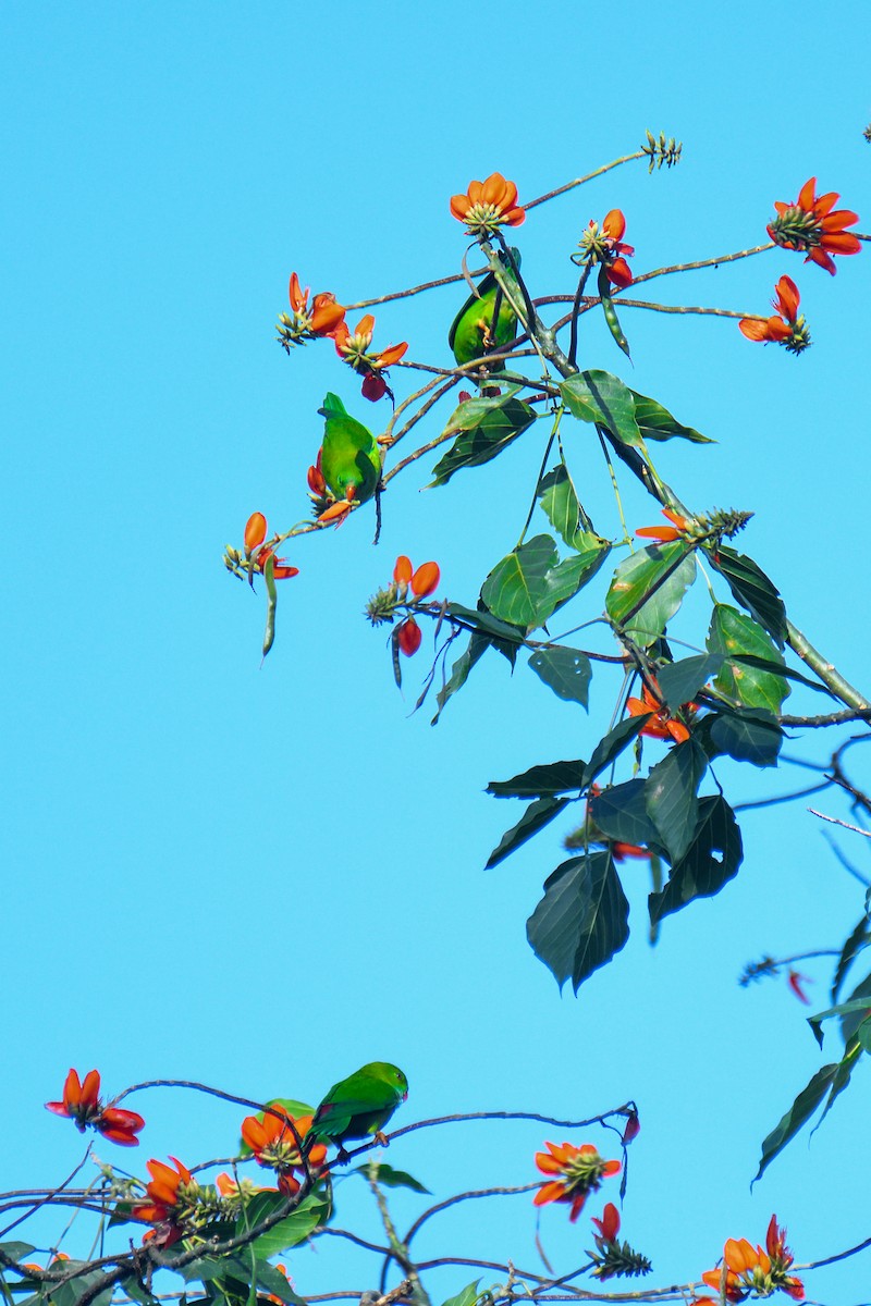 Vernal Hanging-Parrot - ML626642339