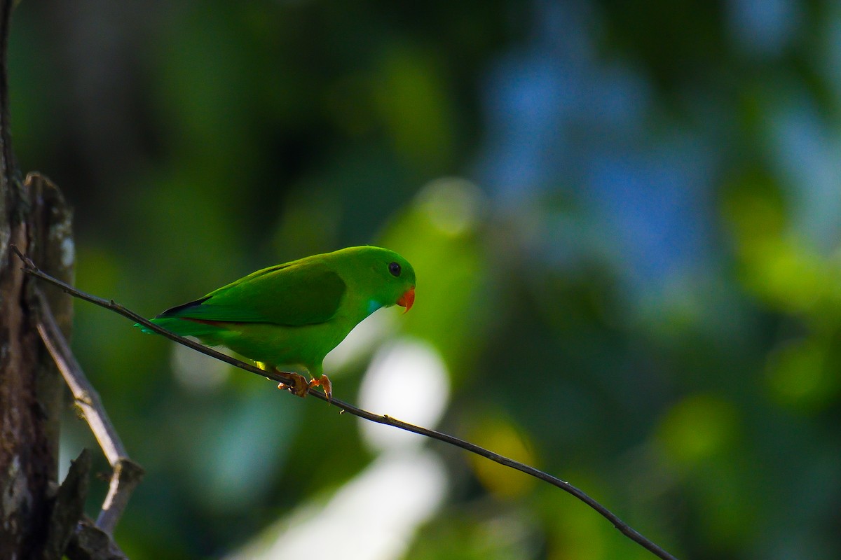 Vernal Hanging-Parrot - ML626642340