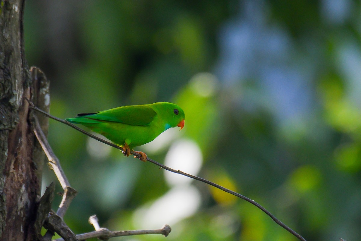 Vernal Hanging-Parrot - ML626642341
