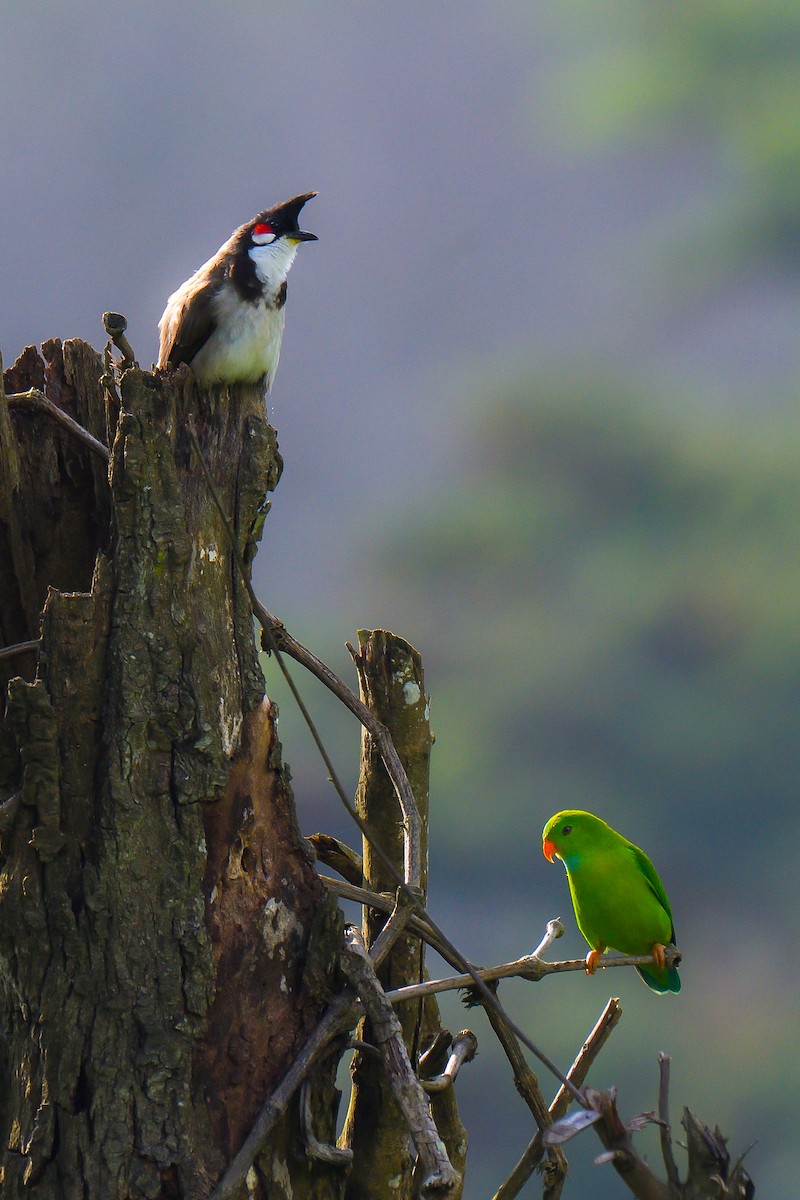 Vernal Hanging-Parrot - ML626642344
