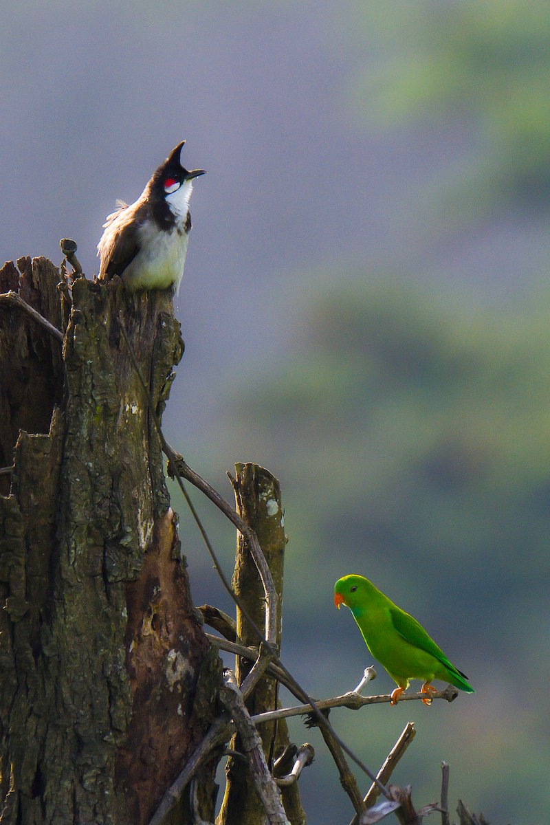 Red-whiskered Bulbul - ML626642350