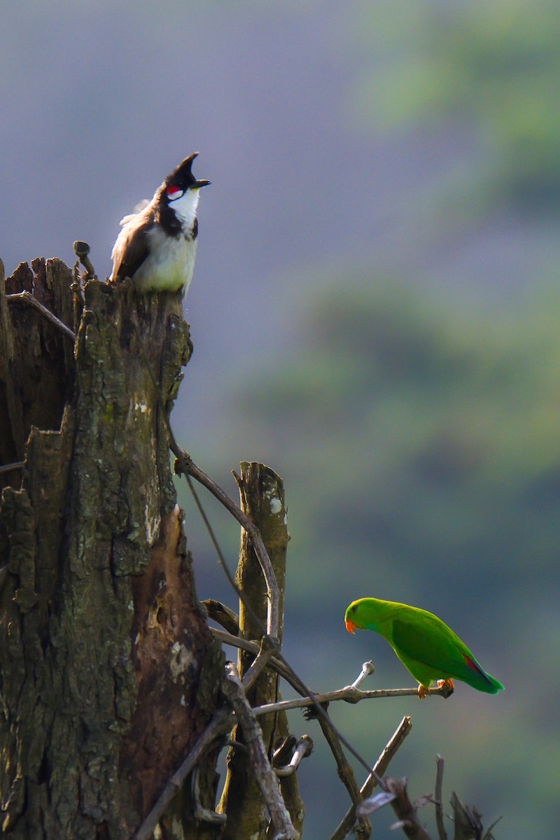 Red-whiskered Bulbul - ML626642352