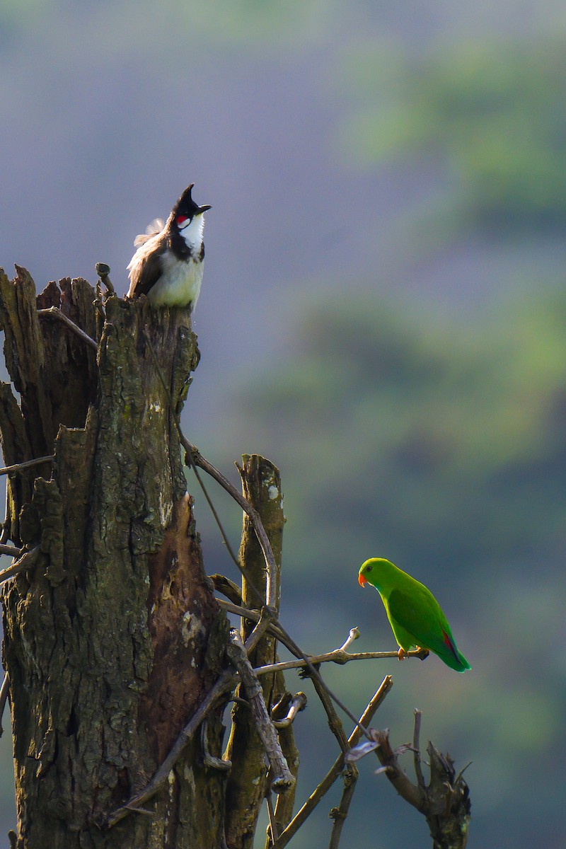 Red-whiskered Bulbul - ML626642353