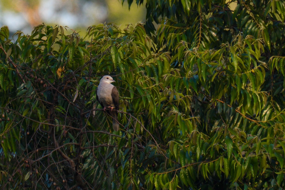 Malabar Imperial-Pigeon - ML626642365
