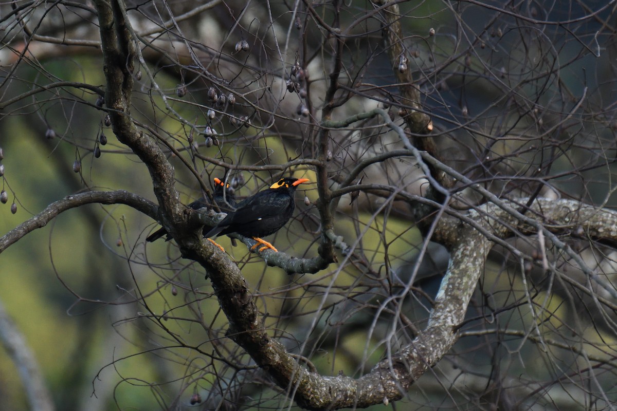 Southern Hill Myna - ML626642385