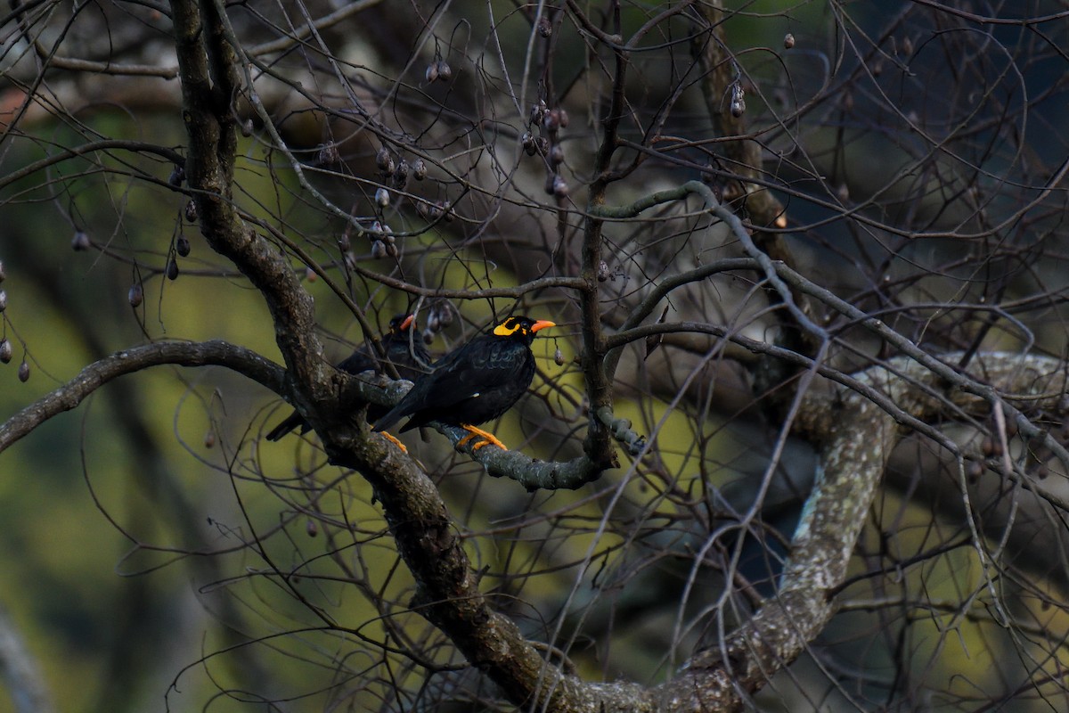 Southern Hill Myna - ML626642386