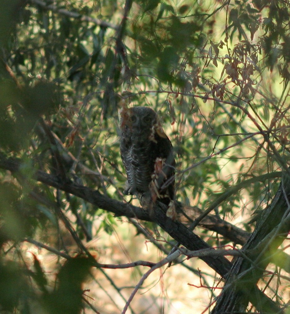 Great Horned Owl - ML62664241