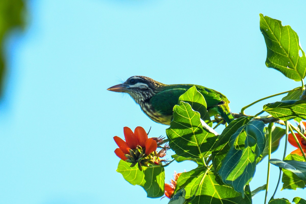 White-cheeked Barbet - ML626642430