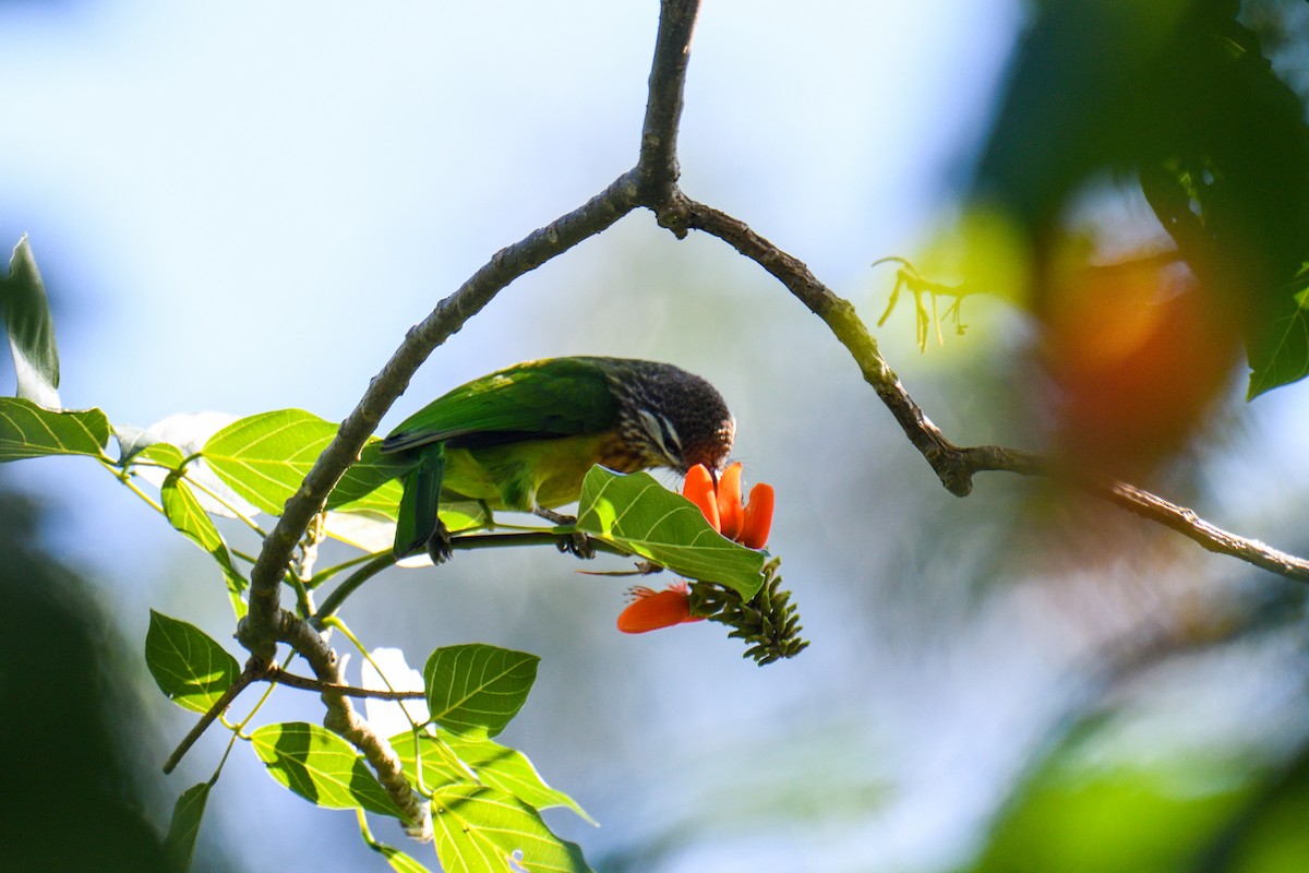 White-cheeked Barbet - ML626642431