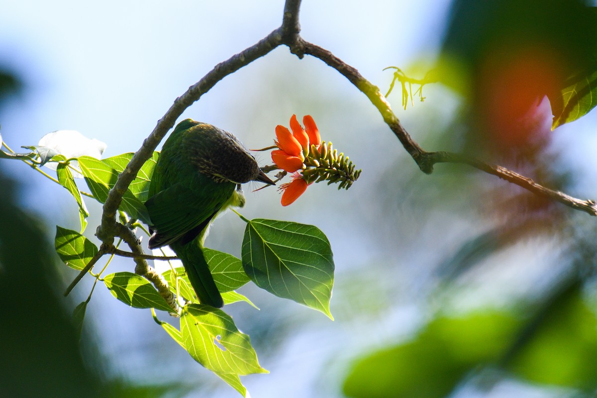White-cheeked Barbet - ML626642432