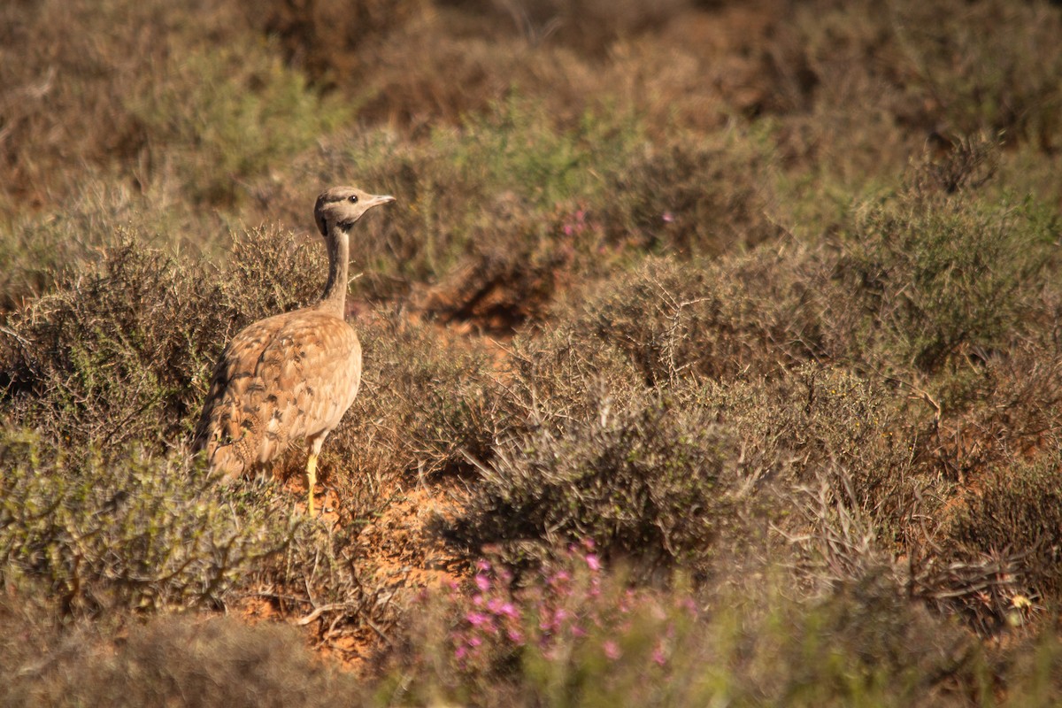 Karoo Bustard - ML626642530