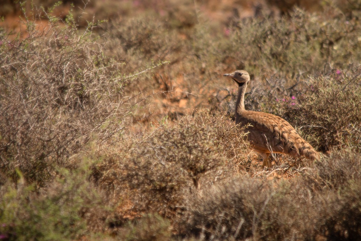 Karoo Bustard - ML626642531