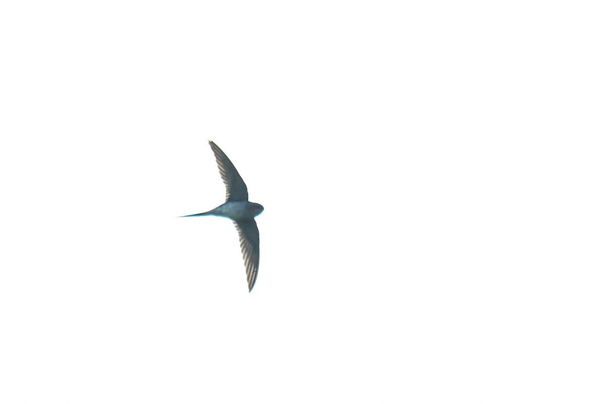 Crested Treeswift - ML626642540