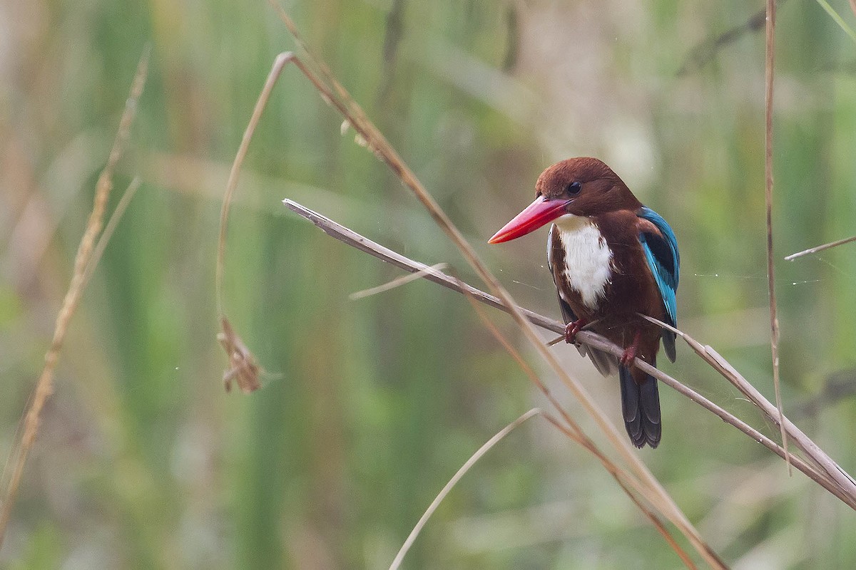 White-throated Kingfisher - ML626642642