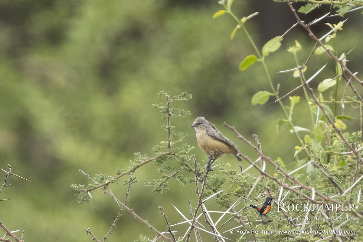 African Penduline-Tit (Buff-bellied) - ML626642704