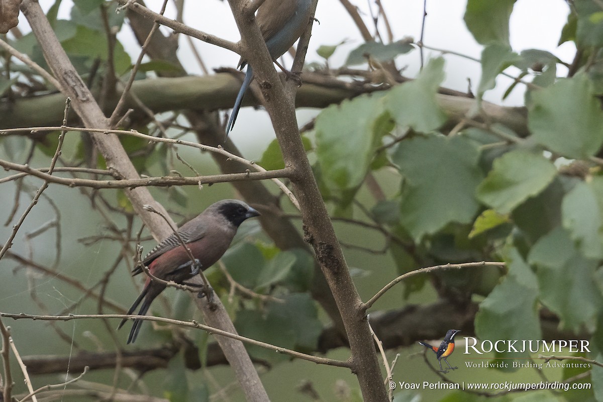 Black-faced Waxbill - ML626642710