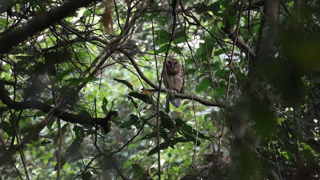 Brown Wood-Owl - ML626642725