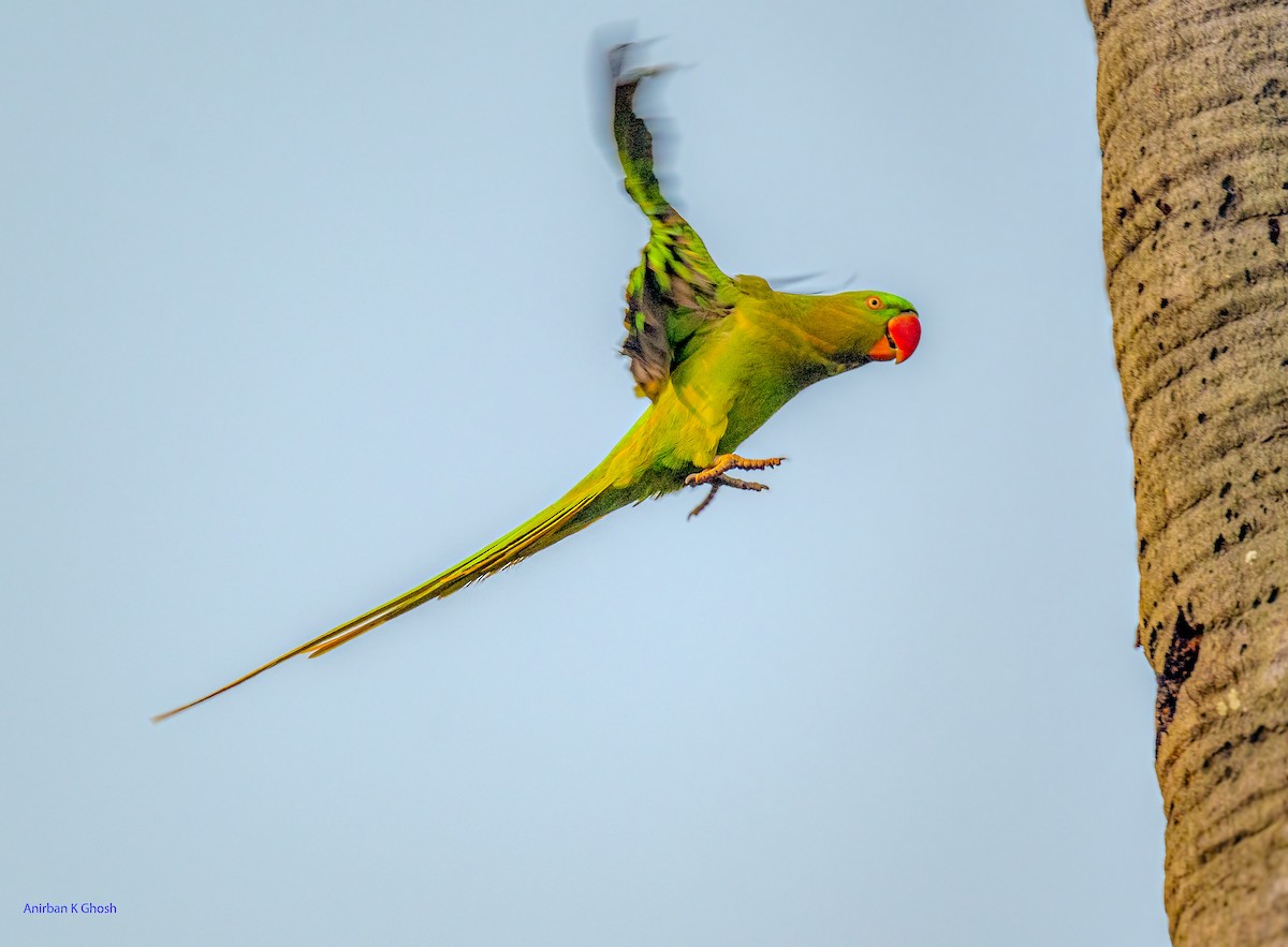 Alexandrine Parakeet - ML626642841