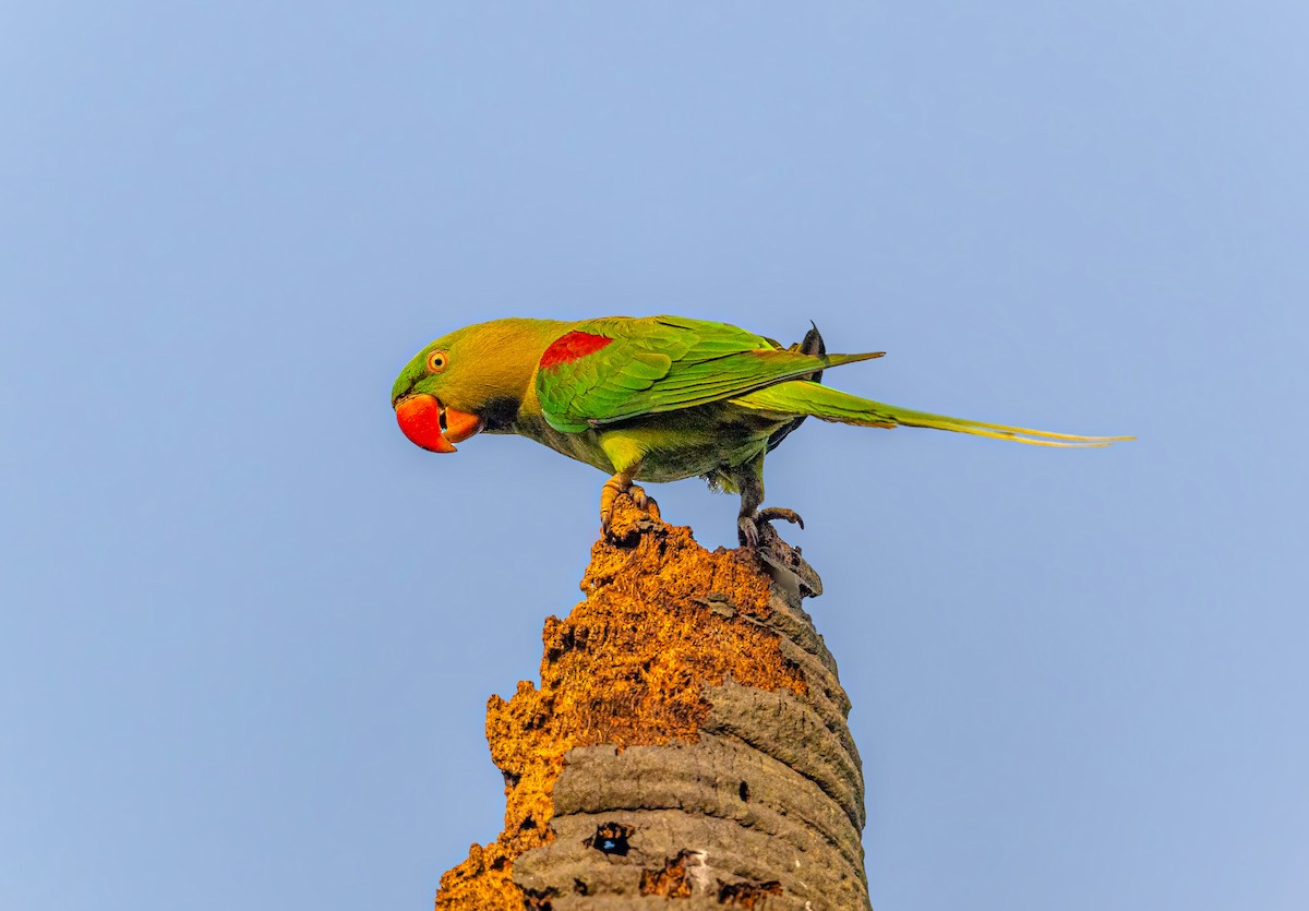 Alexandrine Parakeet - ML626642842