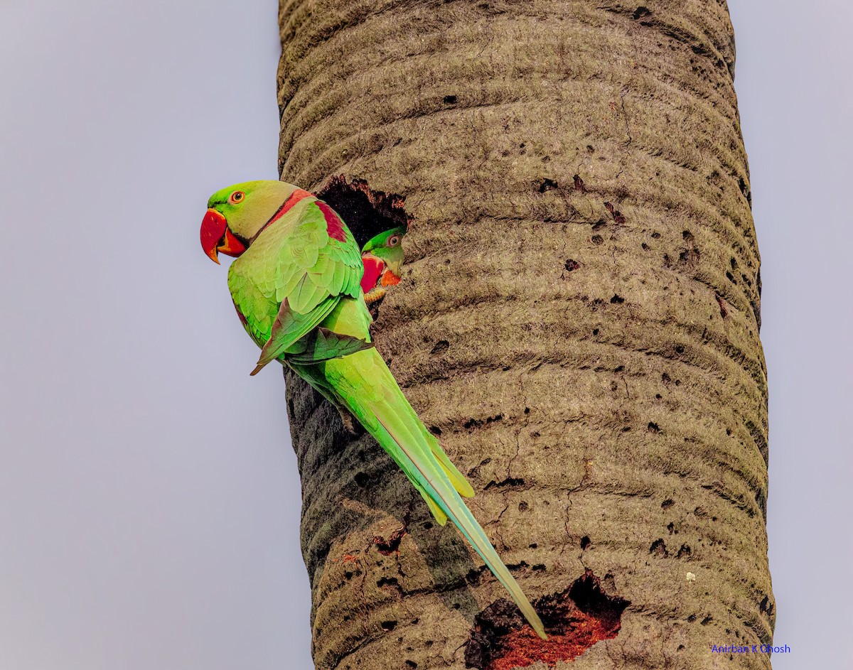 Alexandrine Parakeet - ML626642843