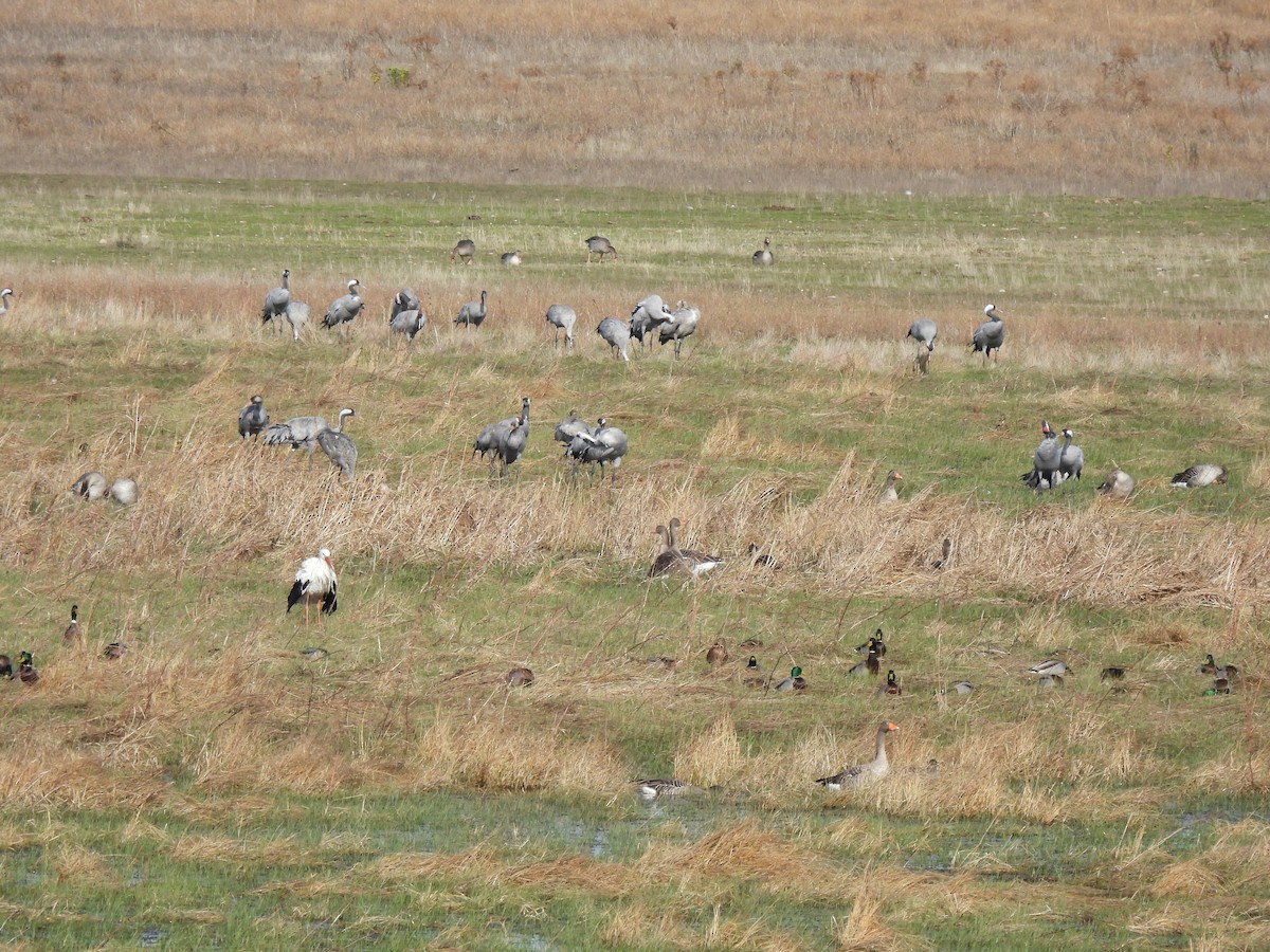 Common Crane - ML626642947