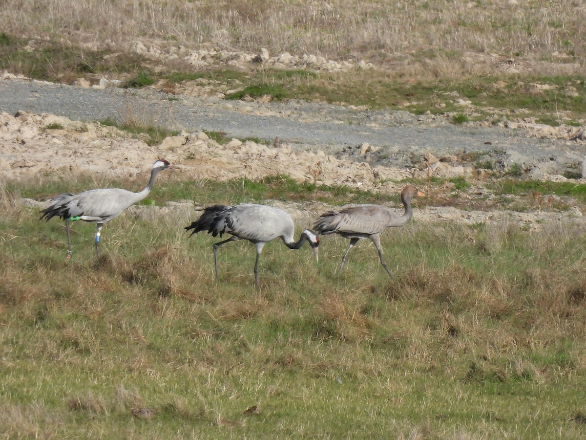 Common Crane - ML626642948