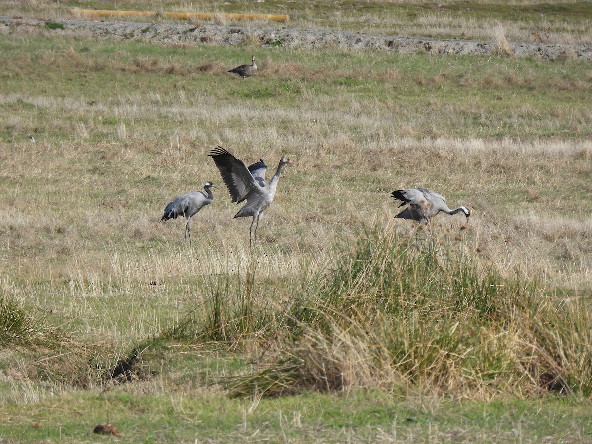 Common Crane - ML626642949