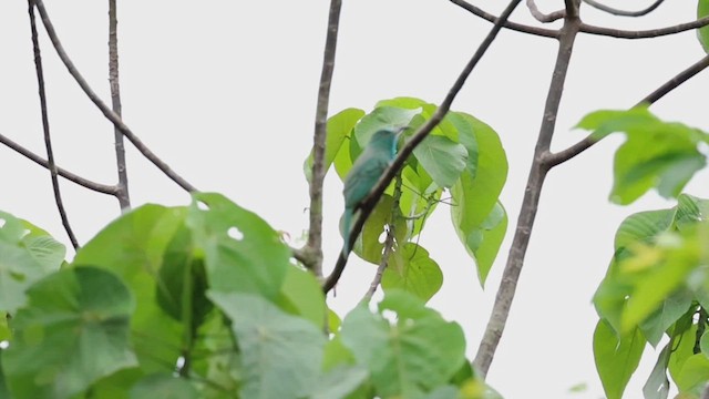 Blue-bearded Bee-eater - ML626643020