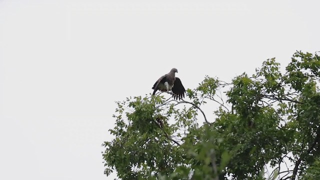 Lesser Fish-Eagle - ML626643169
