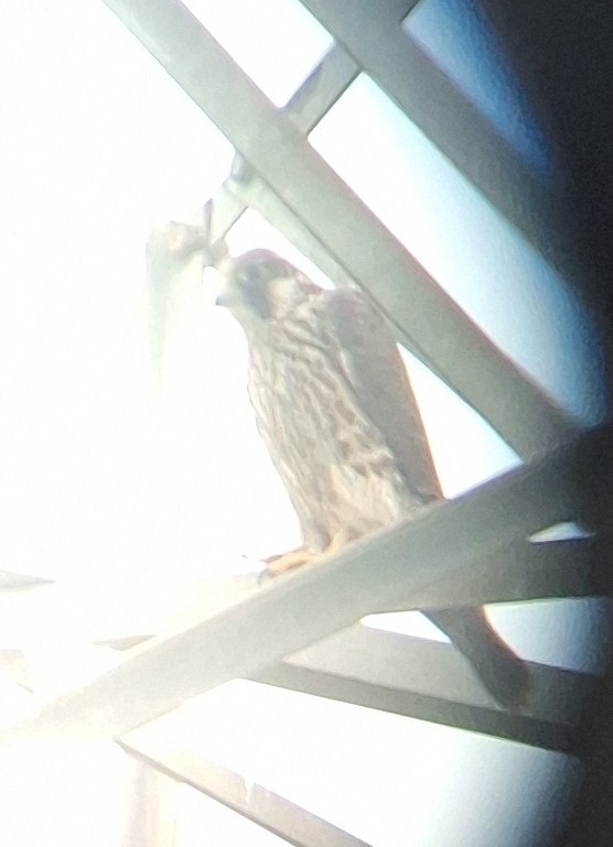 Эгэл шонхор - ML626643265