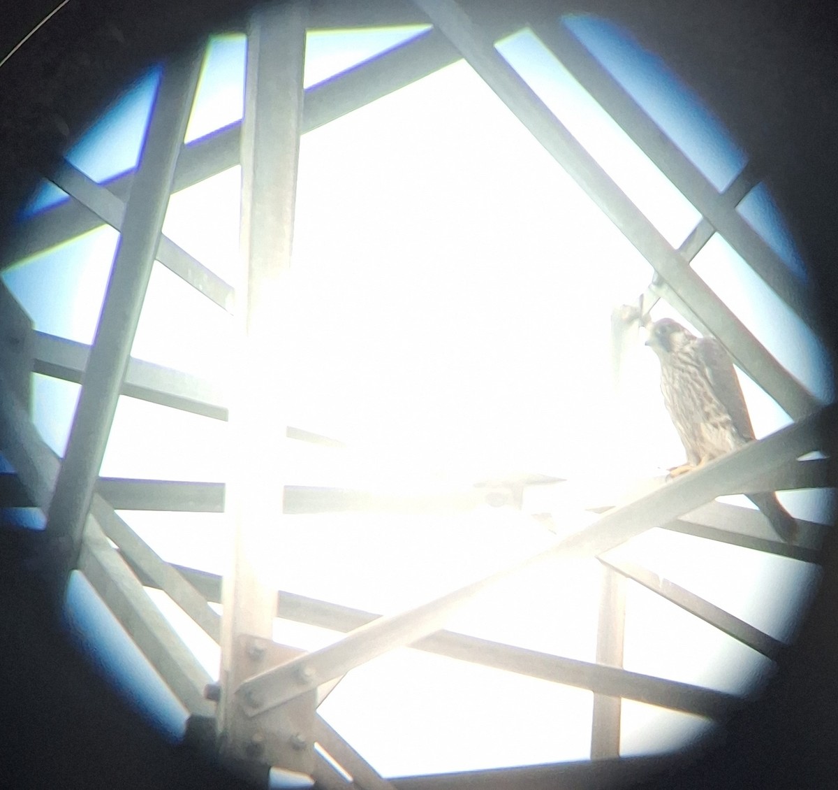 Эгэл шонхор - ML626643266