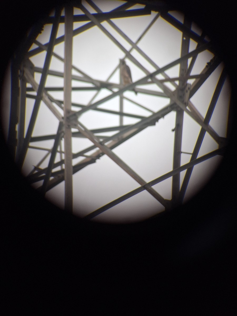 Эгэл шонхор - ML626643267