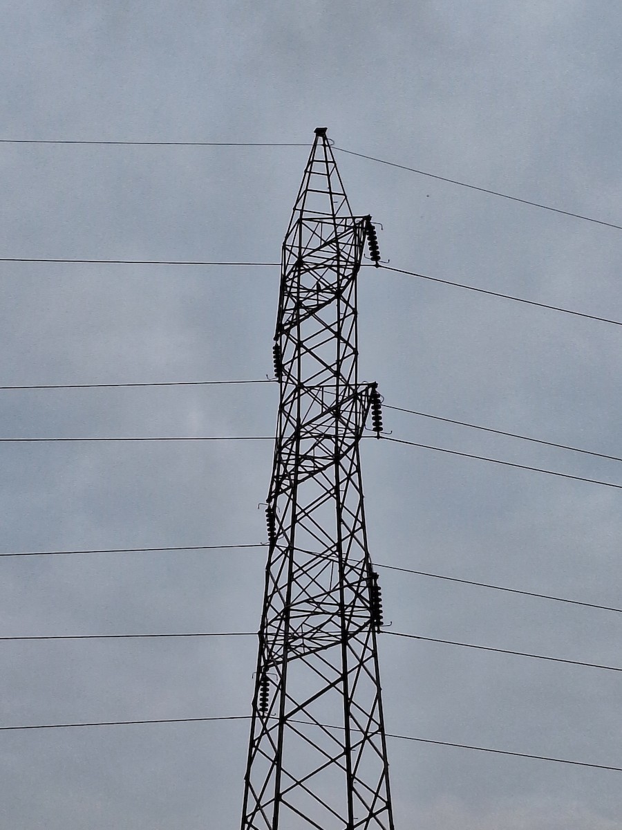 Эгэл шонхор - ML626643269