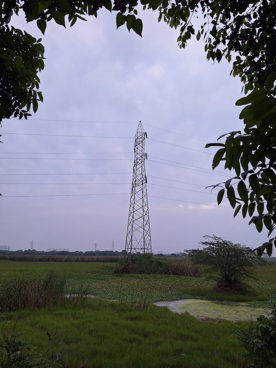 Эгэл шонхор - ML626643270