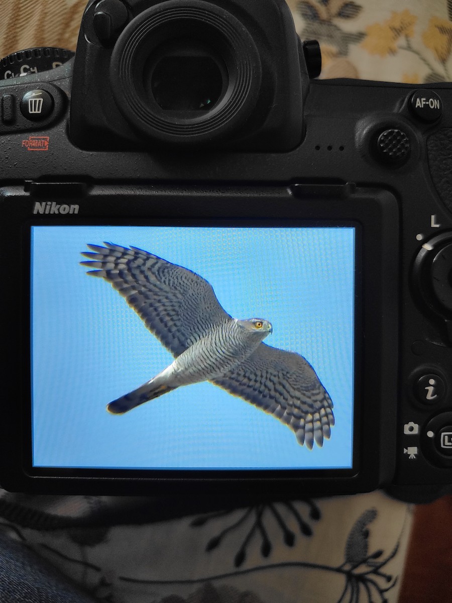 Eurasian Sparrowhawk - ML626643305