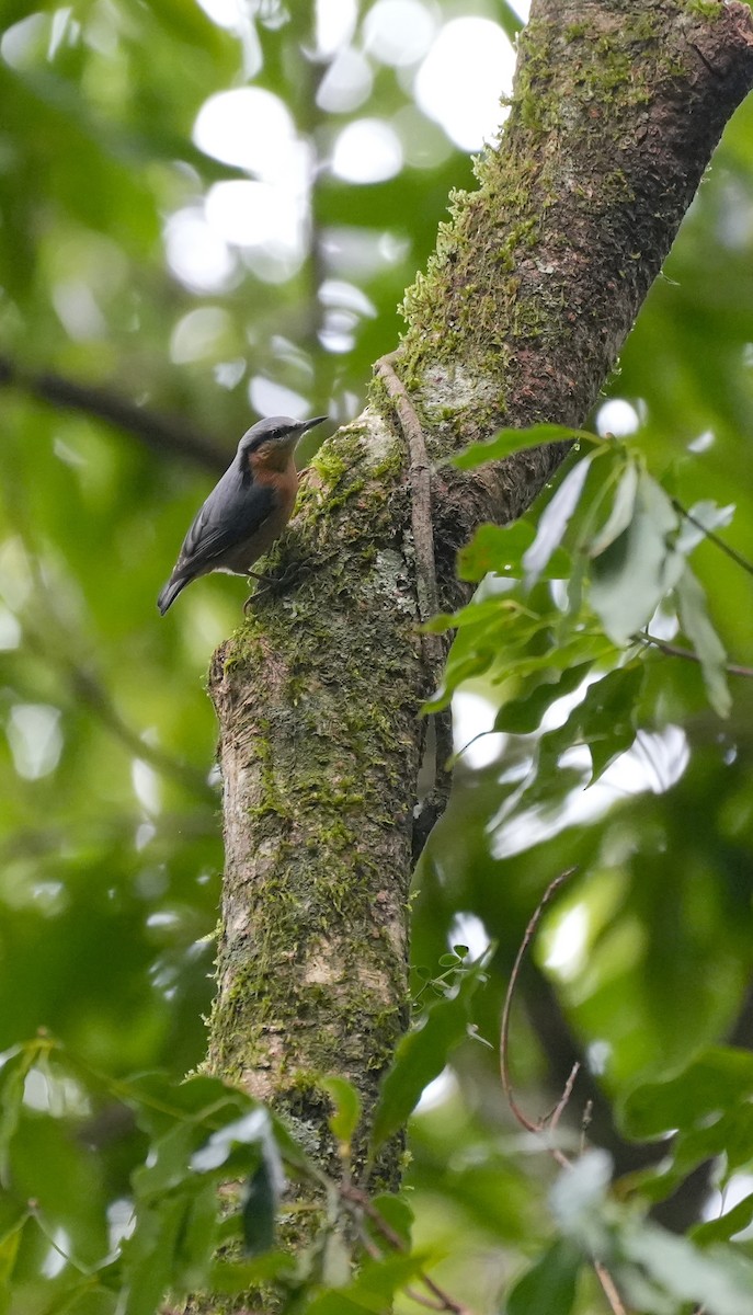 茶腹鳾 - ML626643388