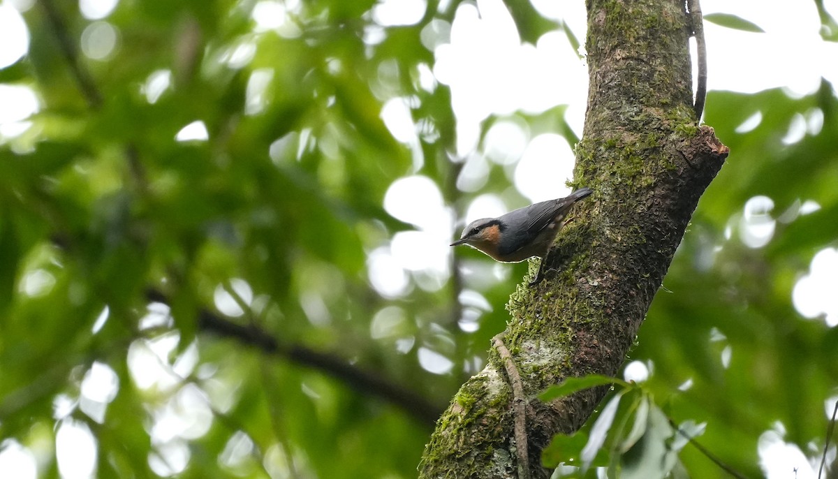 茶腹鳾 - ML626643389